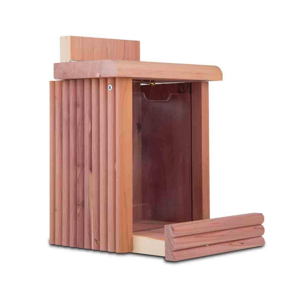 100509197-Cedar-Squirrel-Snacker