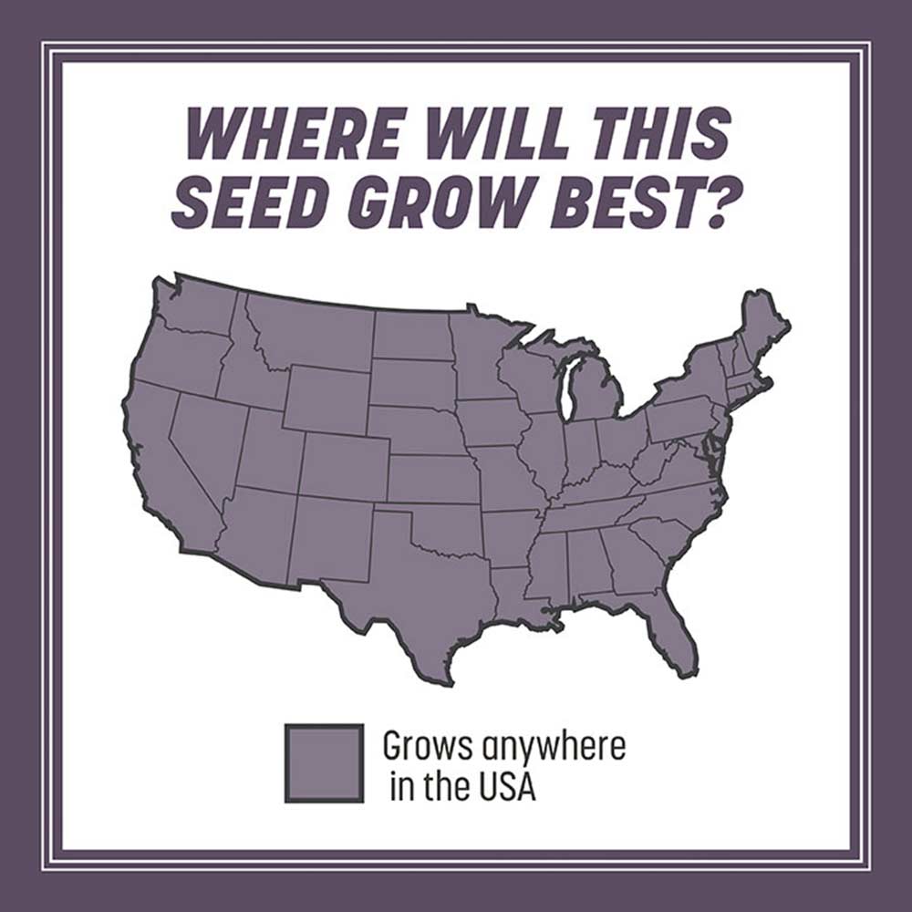 annual-ryegrass-growth