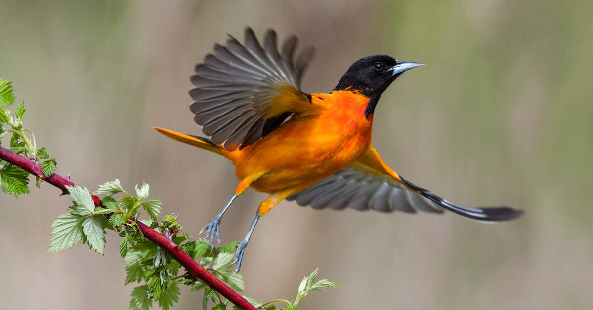 Baltimore Oriole