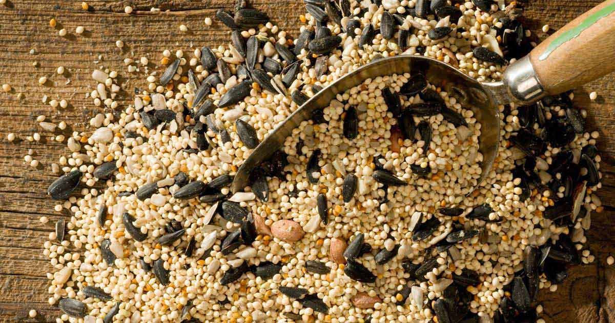 Wild bird Seed Mix birdfood