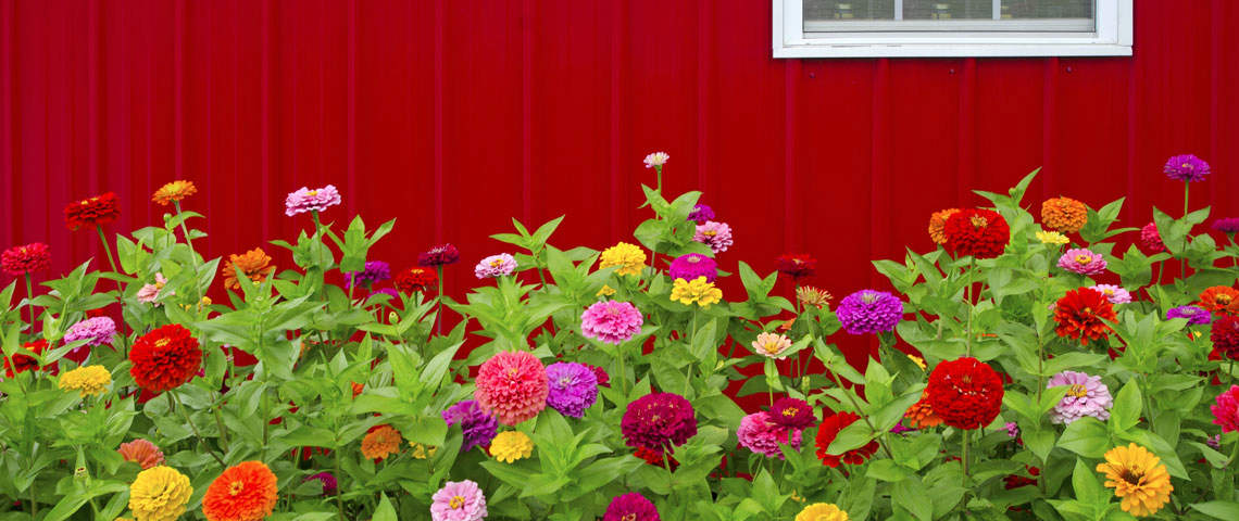Colorful zinnias