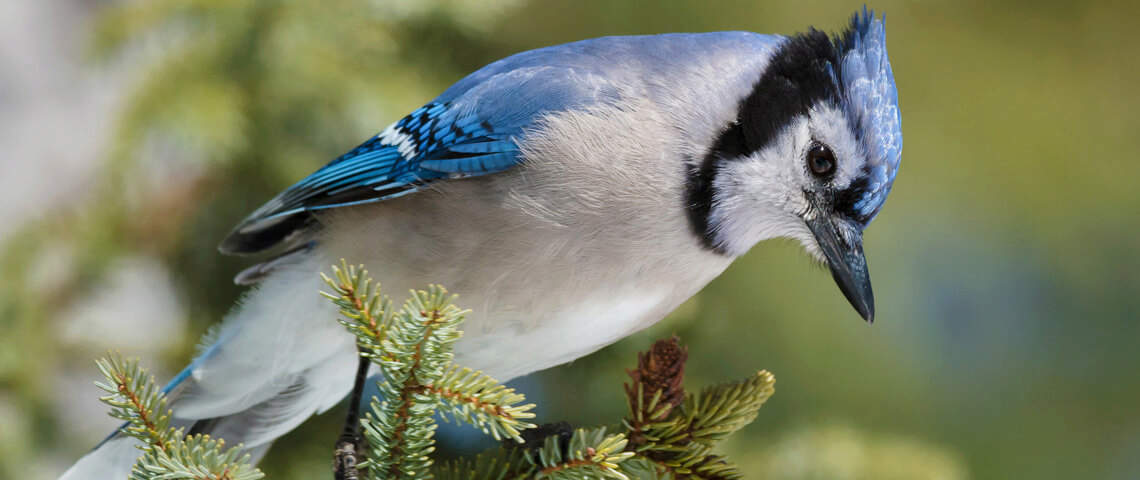 Blue Jay on tree branch