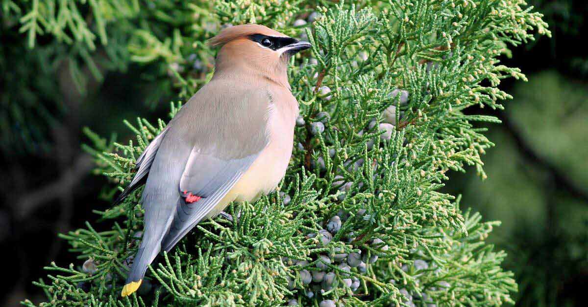 Cedar Waxwing on Juniper branch
