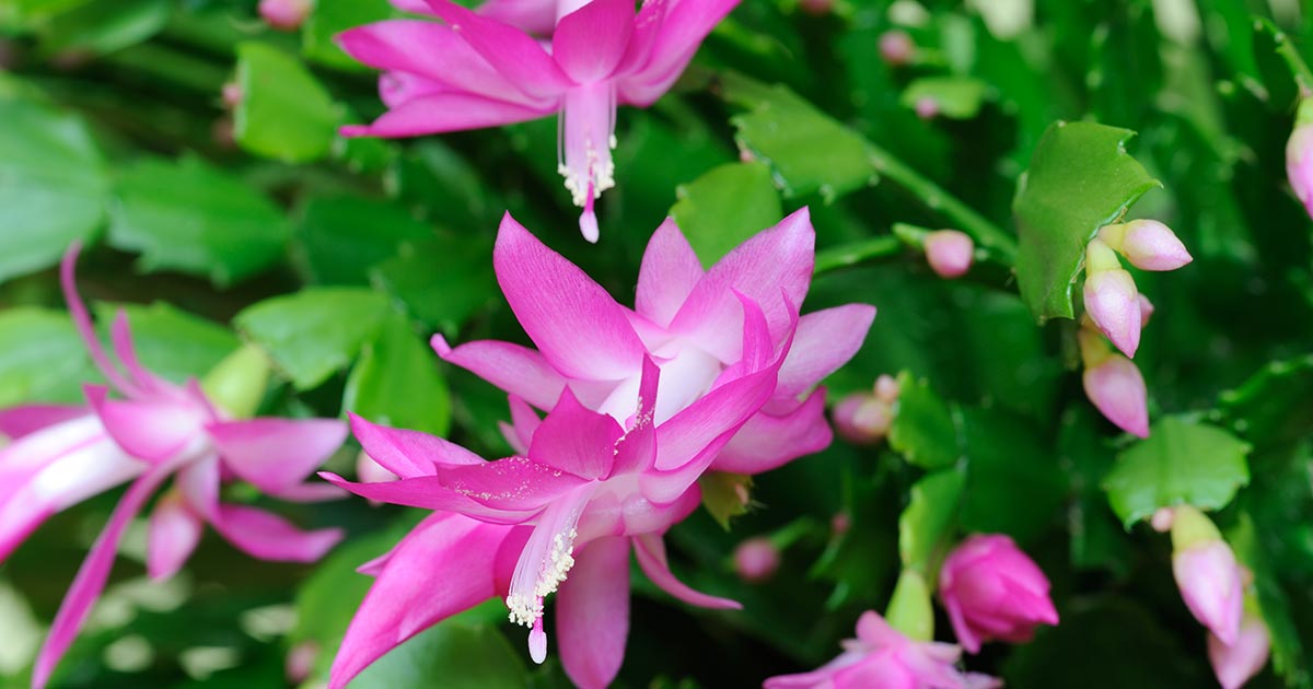 christmas-cactus