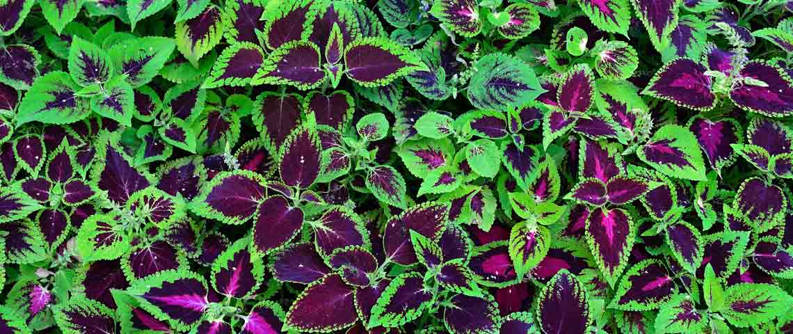 Colorful Coleus 