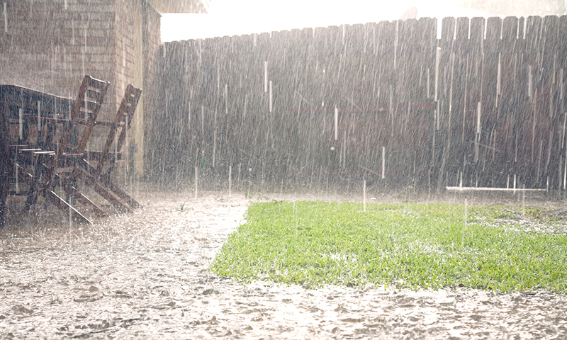 Bad weather can leave your grass more vulnerable to disease.  