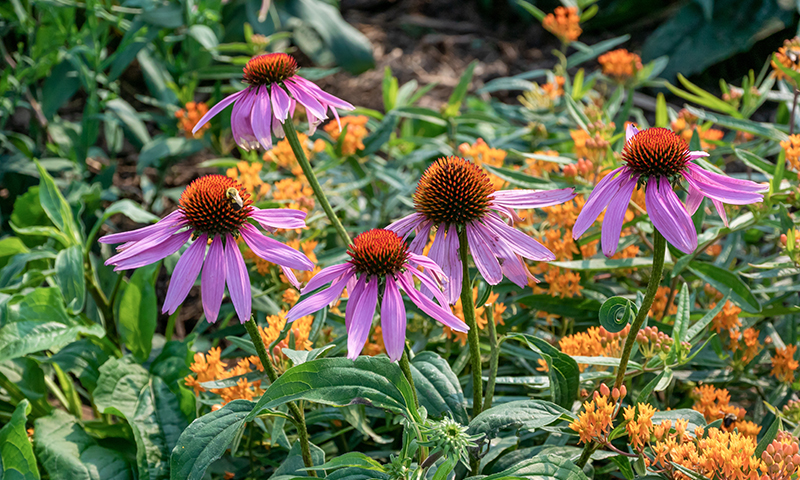 Native plants and wildflowers go hand in hand with natural clover lawns.