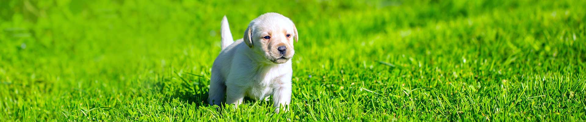 DogInGrass-1920x400