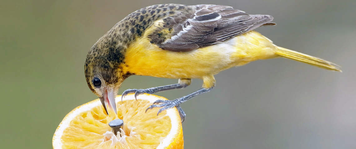 Feeding Fruit & Jelly
