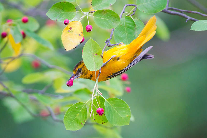 Baltimore Oriole
