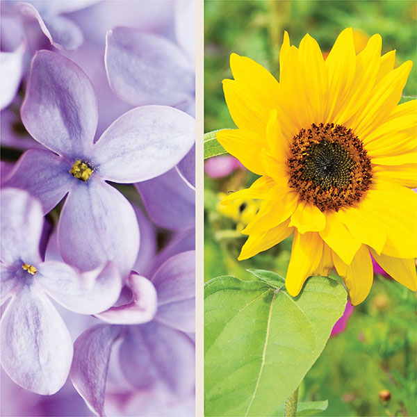 flowers jpg