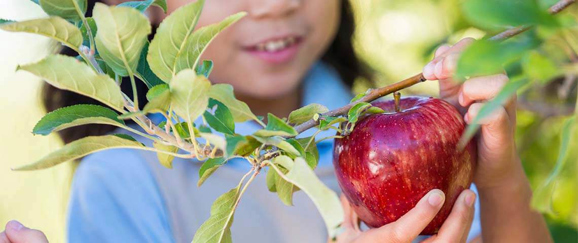Child picking apple