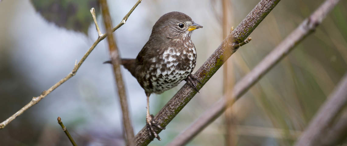 Female Fox Sparrow
