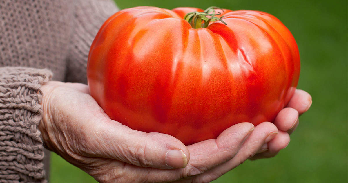 Farmer holding a big tomato.