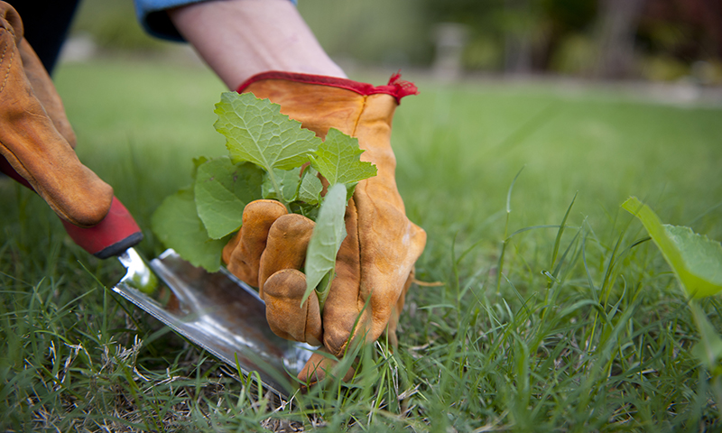 Weeds have a way of multiplying, so don't let them stick around.