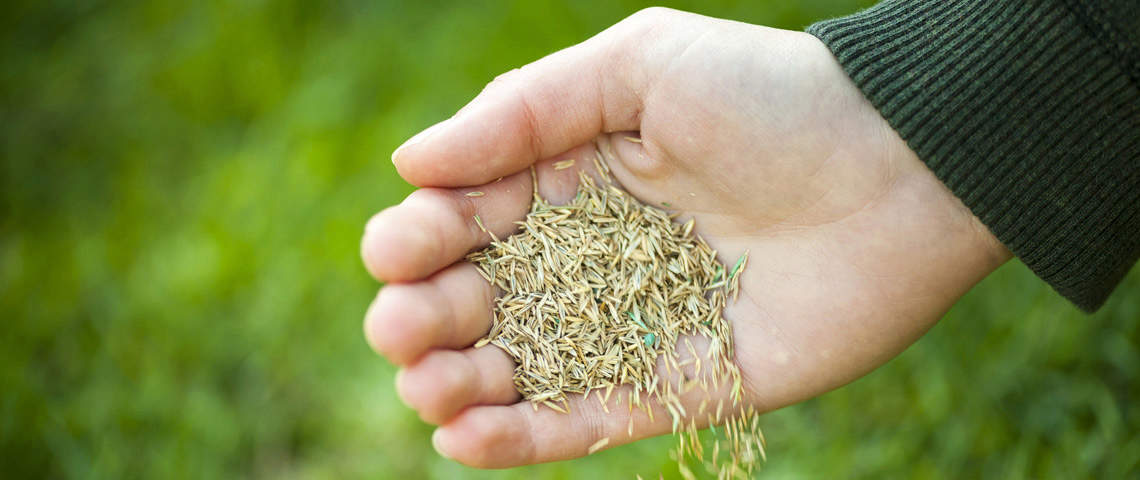 pouring grass seed