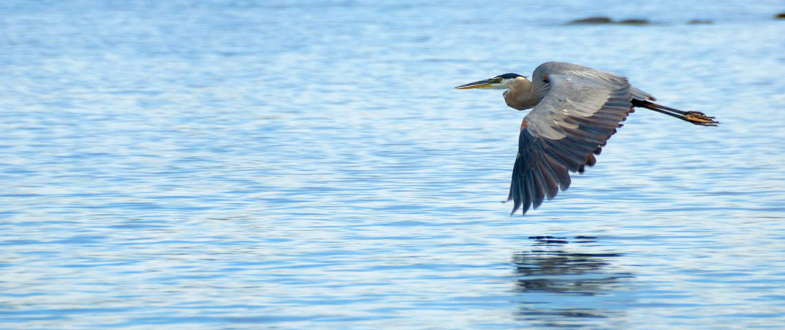 Great Blue Heron flying