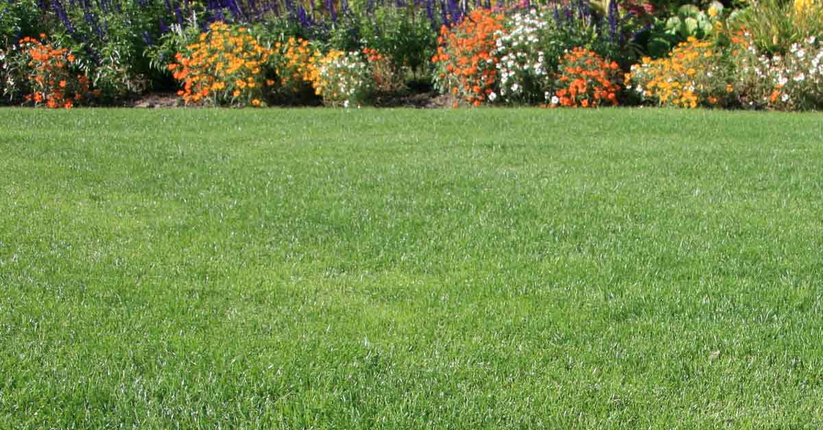 Greening up your lawn