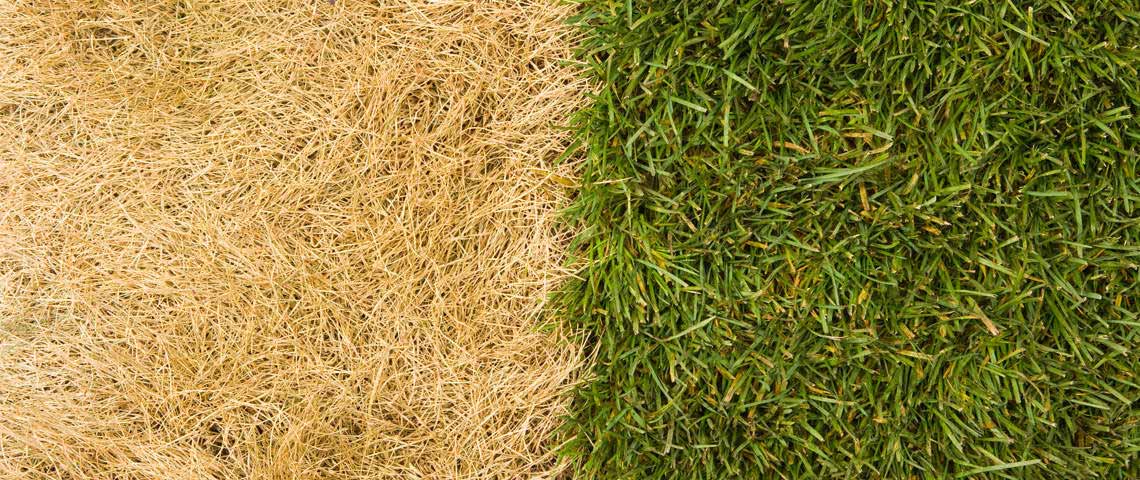 Before and after grass