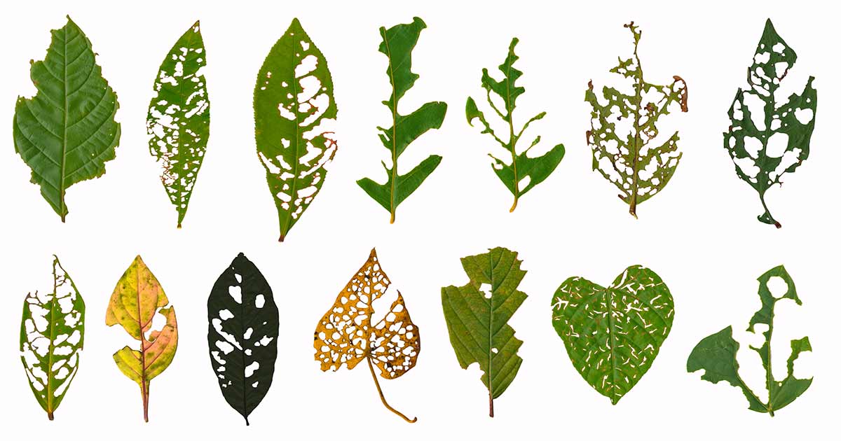 holes-in-leaves-og