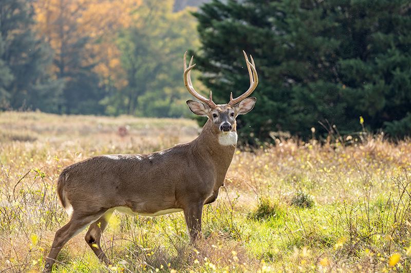 how much and where to plant for deer and turkeys