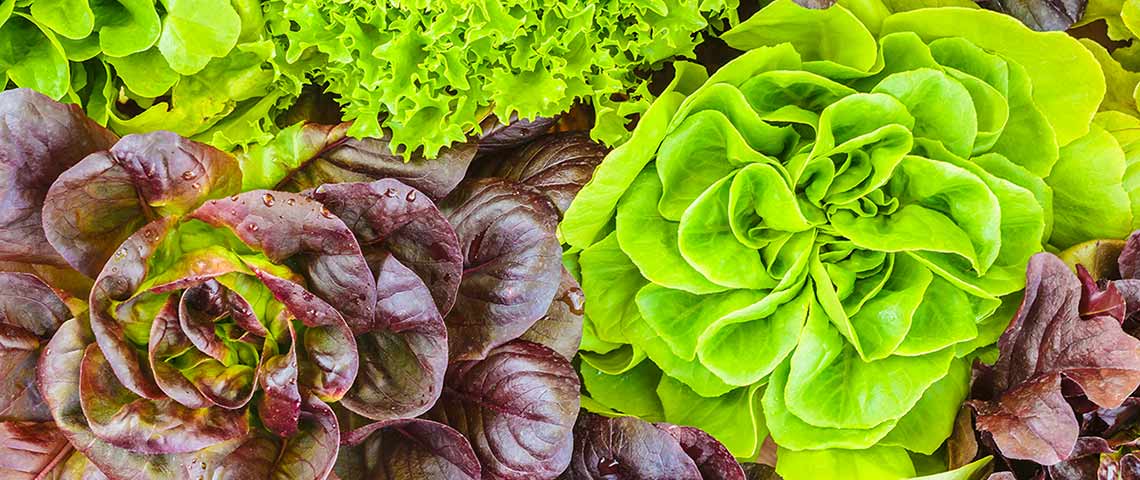 lettuce-h-1