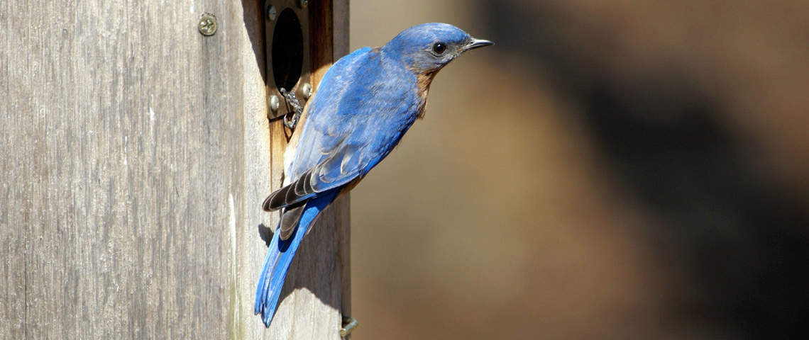 Male bluebird on bird house