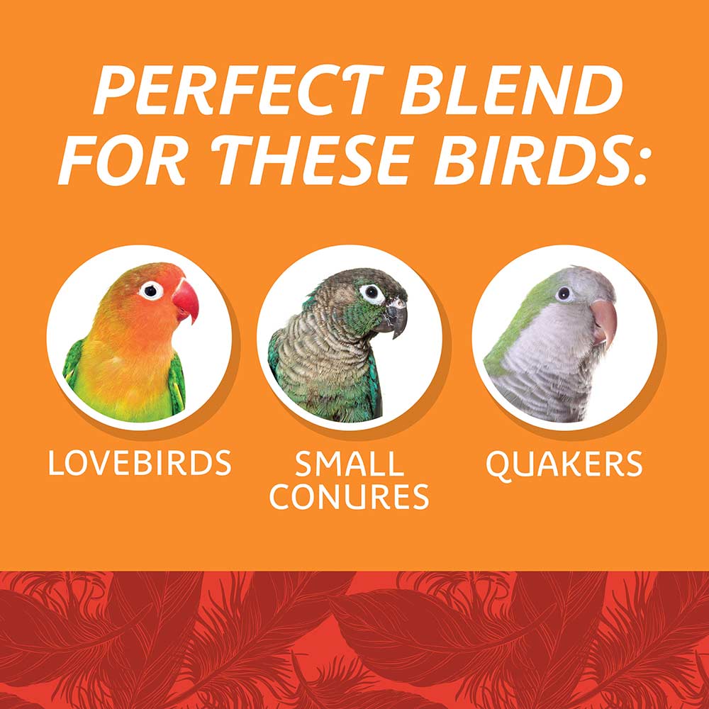 medium-bird-blend-3lbs-5