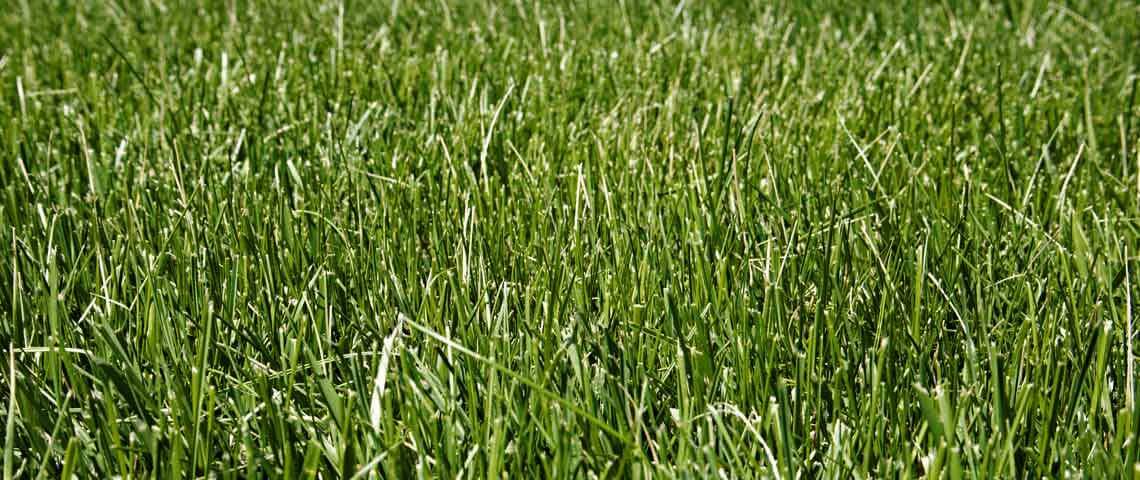 Month-by-Month Care Calendar for Warm-Season Lawns Header