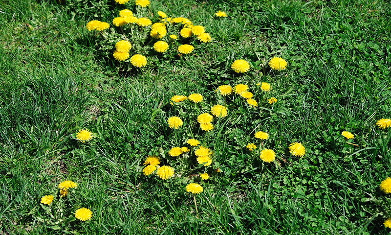 Lawn weeds siphon water and nutrients away from your grass and take over.