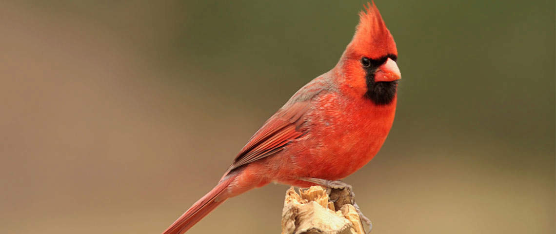 Male northern cardinal