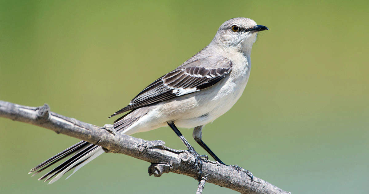 Male Northern Mockingbird