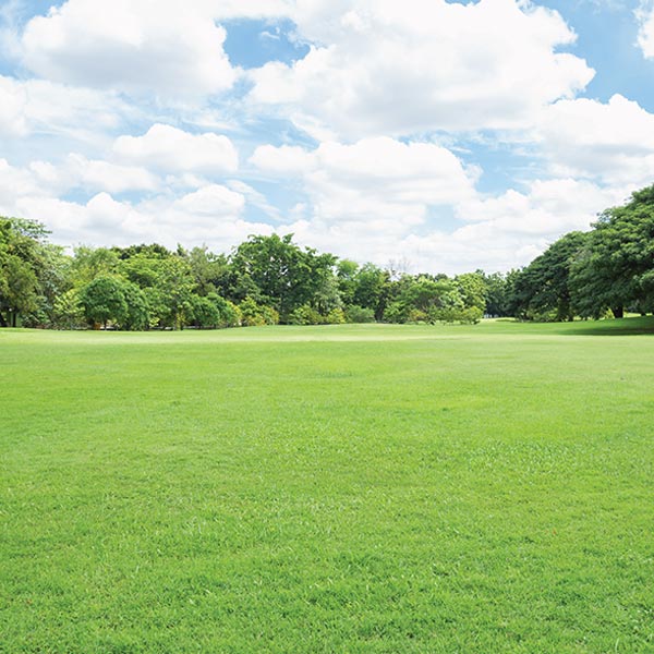 OSC-lawn jpg