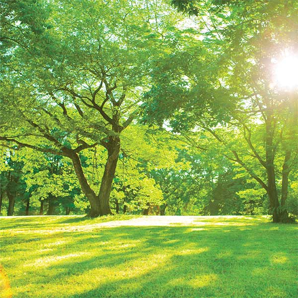 OSC-SS-Lawn jpg
