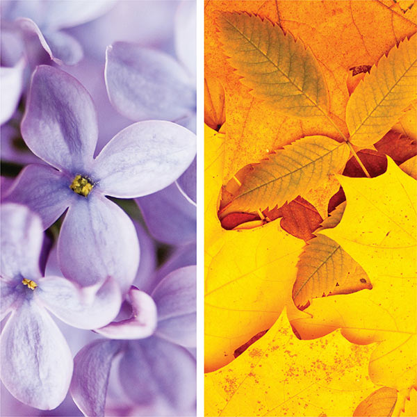 OSC-TF-flowers jpg