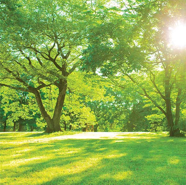 OSC-TF-lawn jpg
