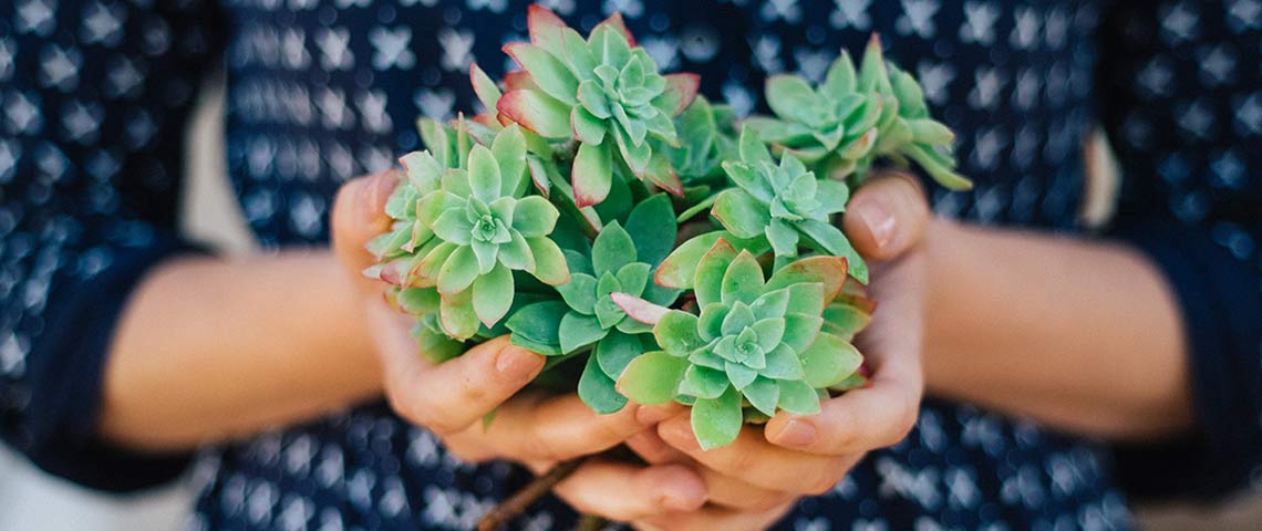 plants-needing-soil-h