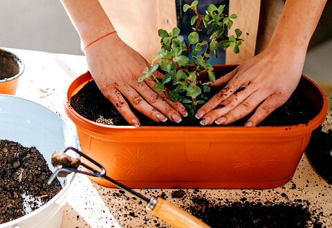 potting-soil_header_480x330