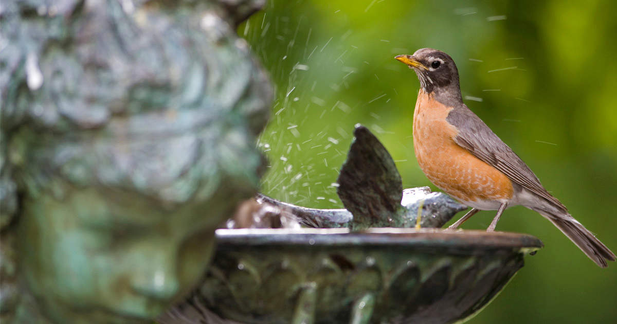Robin in a birdbath