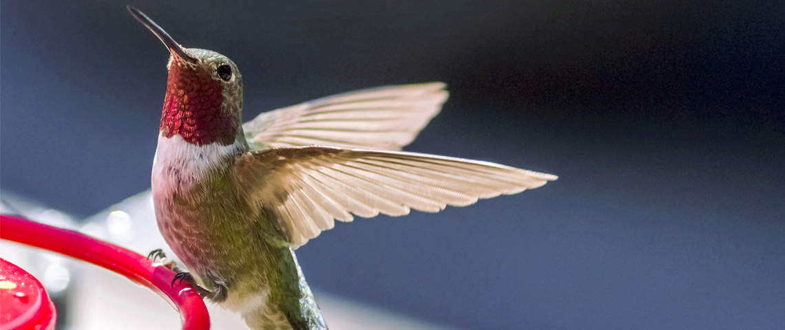 Male Ruby-throated Hummingbird perched on feeder