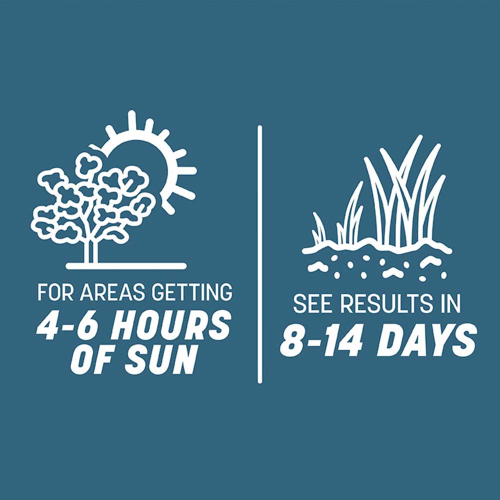 smart-seed-pacific-northwest-grass-sun-time