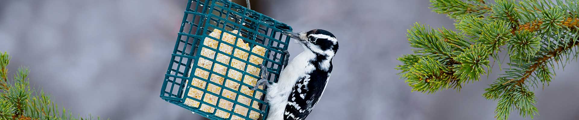 suet-and-treats-desktop-header