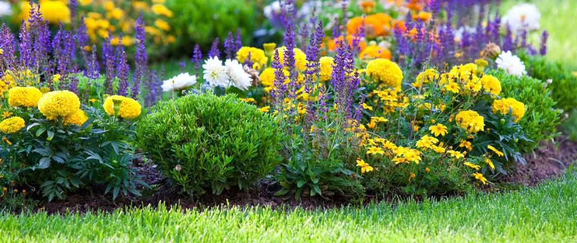 Synthetic vs Organic Lawn Care