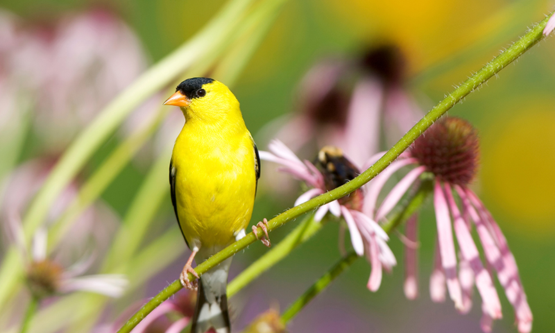 Why Native Plants